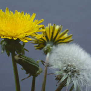 Dandelion Leaf