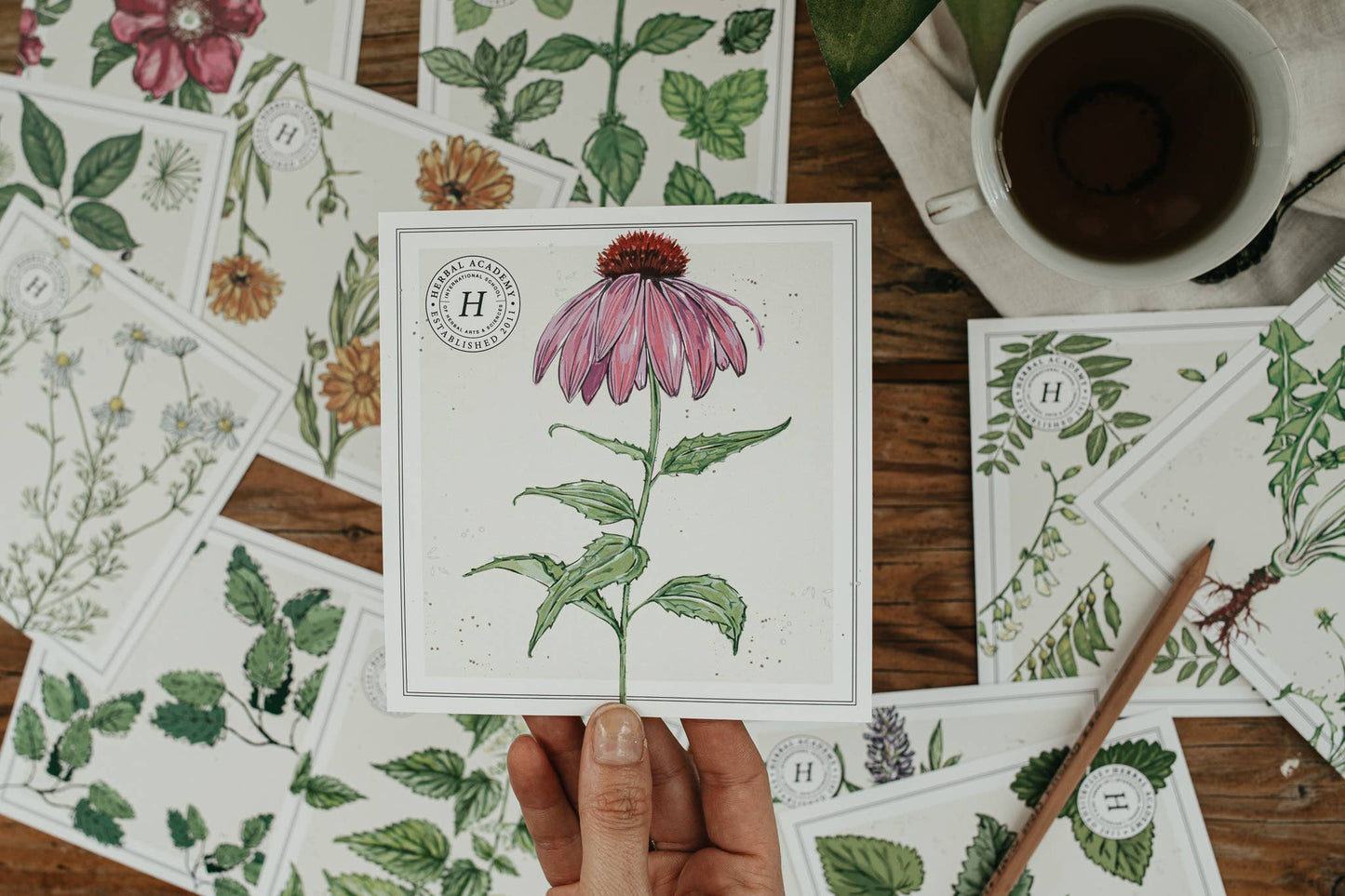 Mini Plant Monograph Cards
