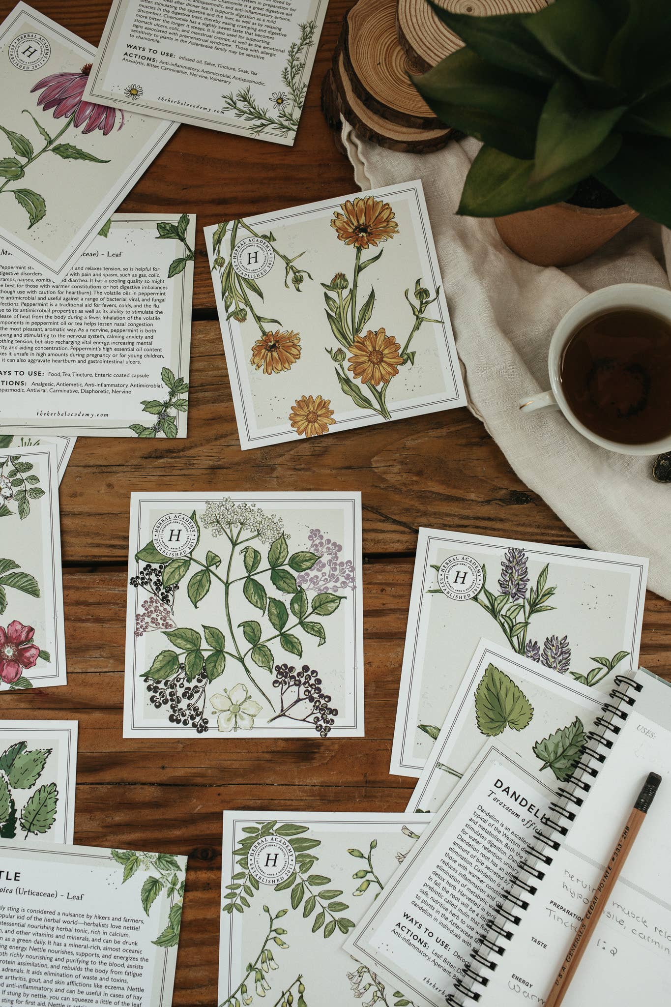 Mini Plant Monograph Cards