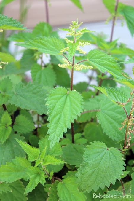 Nettles