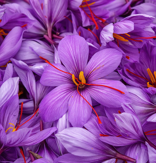 Saffron