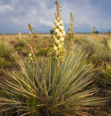 Yucca Root