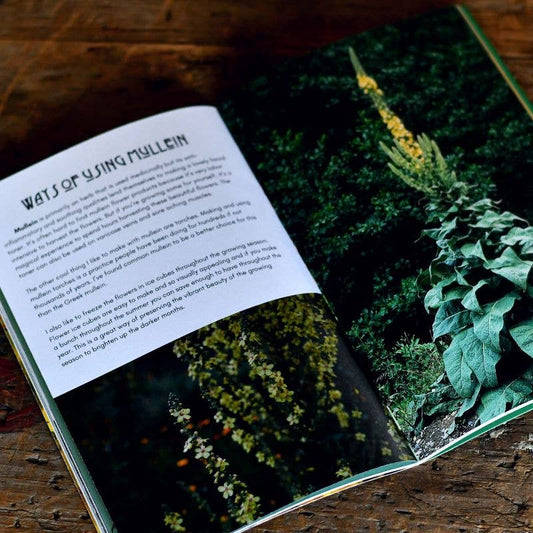 Nettle | Herbal Medicine Making Zines