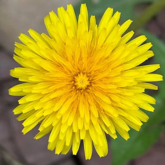 Dandelion Leaf