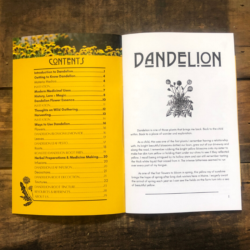 Nettle | Herbal Medicine Making Zines
