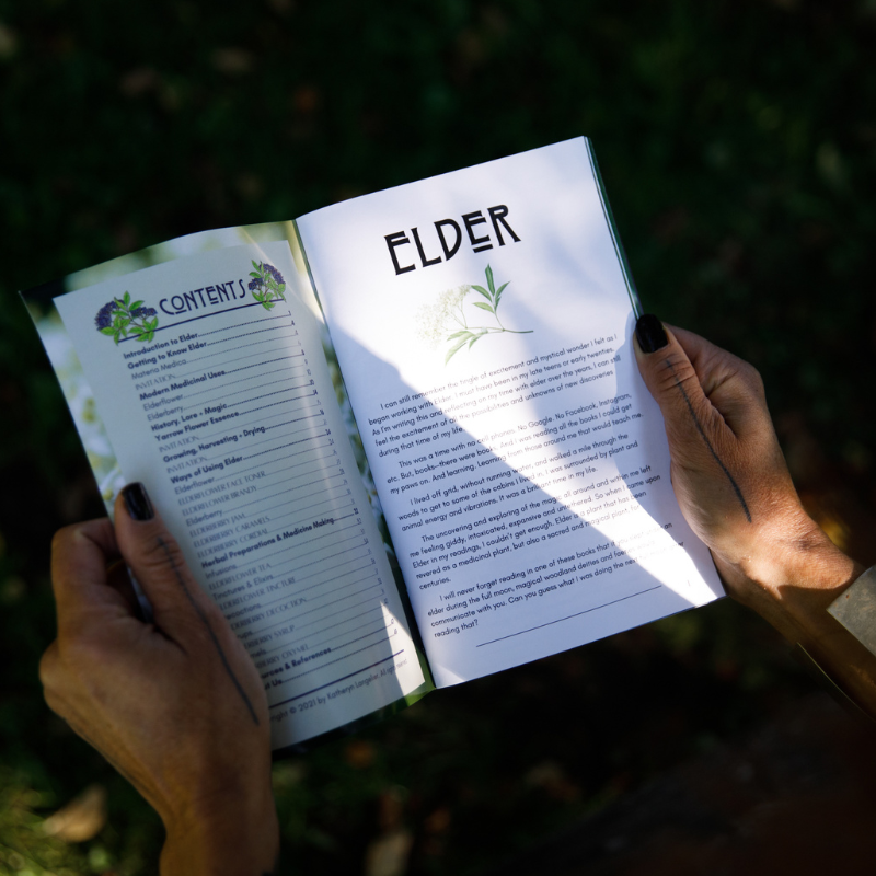 Nettle | Herbal Medicine Making Zines